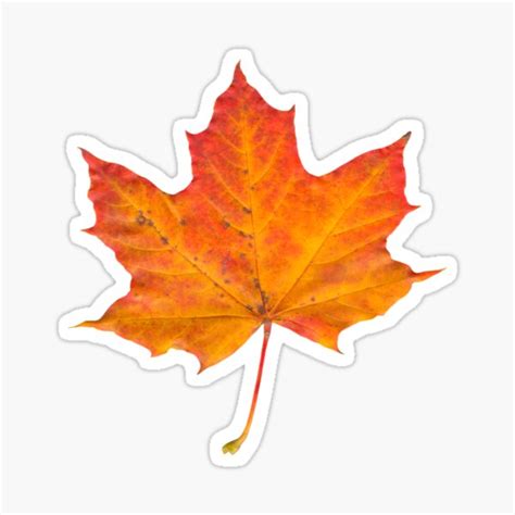 Autumn Maple Leaf Sticker For Sale By Yousseftaki Redbubble
