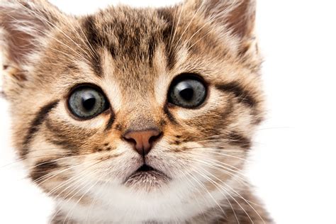 Brown Tabby Kitten Kitten Face Fluffy Look 5k Wallpaper