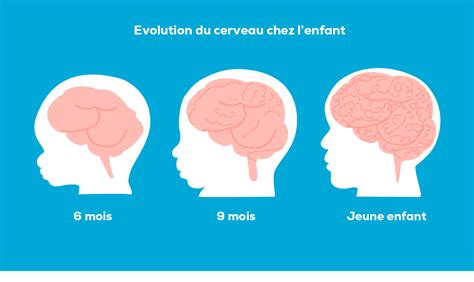 Le Cerveau Et Les Cinq Sens 5senses4kids