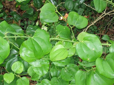 Common Greenbrier Smilax Rotundifolia Orleans Conservation Trust