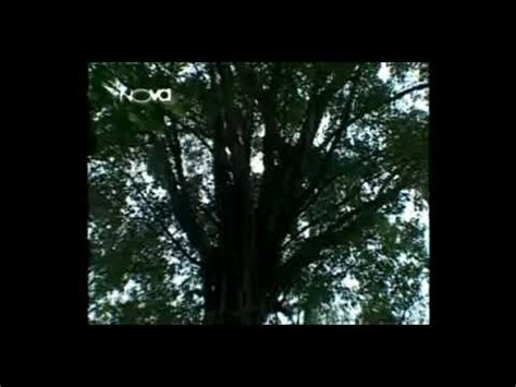 A continuación tiene disponible 20 resultados para elegir, le recomendamos descargar la primera. KaroxSLASH-taman astakona (tanpa vokal) - YouTube