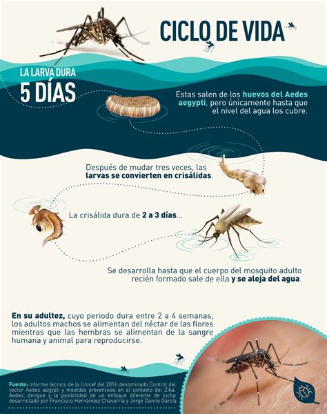 Ciclo De Vida Dengue