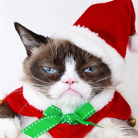 1000 Images About Grumpy Cat On Pinterest Grumpy Cat Humor Angry