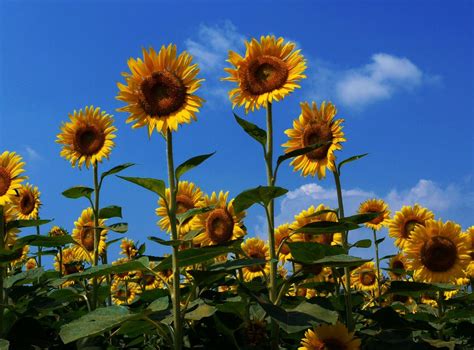 Tilt Shift Lens Photography Of Sunflower Hd Wallpaper Wallpaper Flare