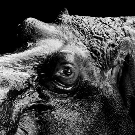 Artist Takes Powerful And Intimate Black And White Animal