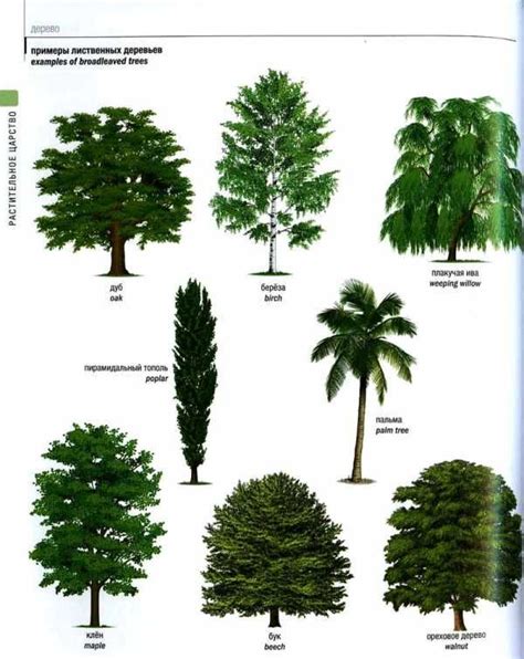 Деревья виды и названия фото и названия с описанями и видами