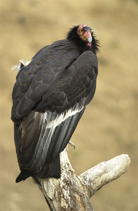 Its wings may stretch nearly 10 feet from tip to tip. California Condor Facts | New World Vultures | Endangered Animals