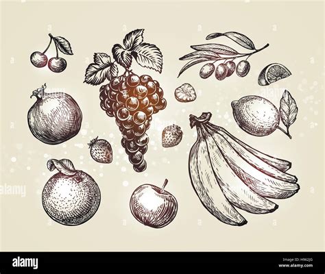 Hand Drawn Fruits Sketch Vector Illustration Stock Vector Image And Art