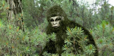 You Probably Dont Know The Real Story Of Sasquatch With Video