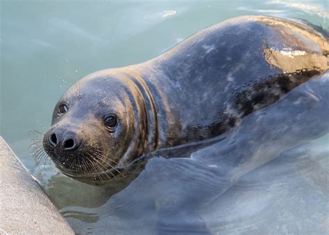 Cornish Seal Sanctuary Photo Gallery Chive