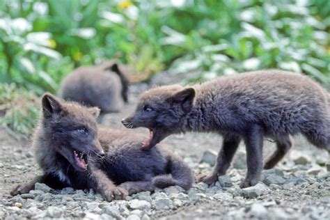 Free Picture Fox Pups Animals