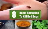 Pictures of Treatment For Bed Bugs In Home