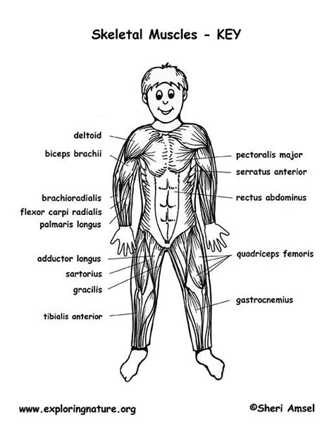 Skeletal Muscles Of The Body Labeling
