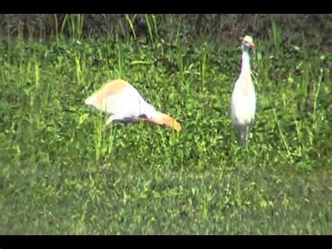 Burung di Sawah Padi_0001 - YouTube