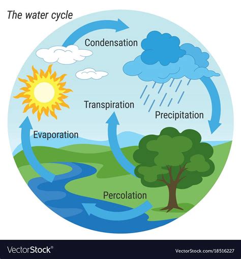 Water Cycle Colour Royalty Free Vector Image Vectorstock Aff