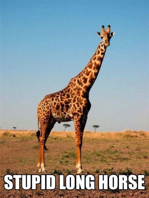 The Internet Tries Again To Name Animals 22 Pics Part 2 Giraffe