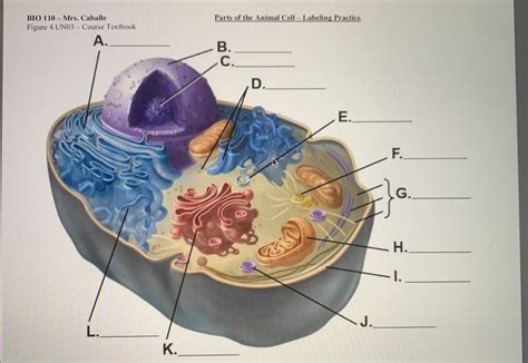 Parts Of The Animal Cell Diagram Quizlet