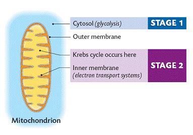 Respiration (Higher Level)