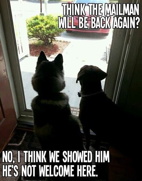 Dogs V Mailman Dog Quotes Funny Funny Dogs Funny Cat Memes