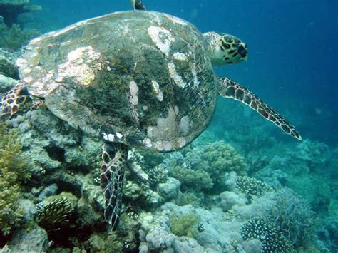 17 Best Images About Japanese Sea Turtle On Pinterest