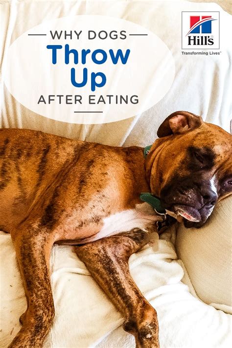 Most pets throw up food and undigested matter at some time or another during their entire life span. Reasons Why Your Dog is Throwing Up After Eating (With ...