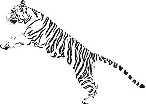 Jumping Tiger Illustrations Royalty Free Vector Graphics