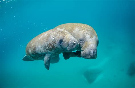 Cruising to Belize? Don't Skip the Manatees! | Porthole Cruise Magazine