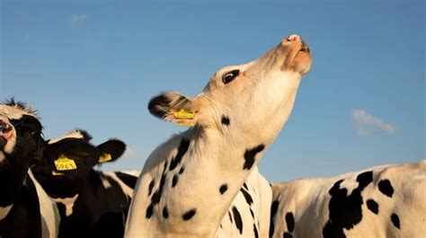 Research Discovers That Cows Soothed By Classical Music Produce More
