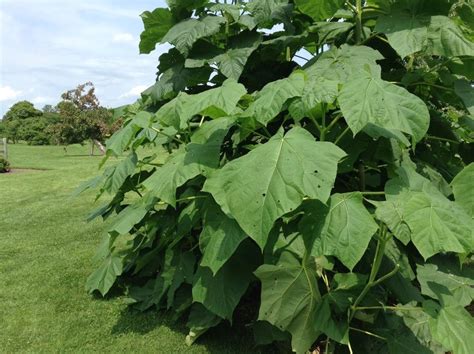 Plant With Very Large Leaves In The Plant Id Forum