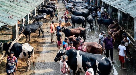 This Holiday Season In Bangladesh Cows Goats And Buffaloes Delivered