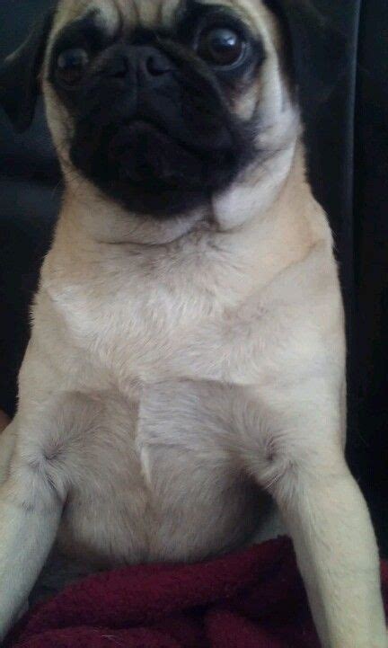 Happy Baby Pug Love Pugs Happy Baby