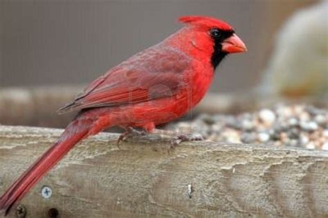 Cardinal Perched On An Ohio Bird Feeder State Birds Backyard Birds