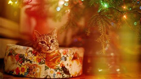 Brown Tabby Cat Cat Lights Christmas Hd Wallpaper Wallpaper Flare
