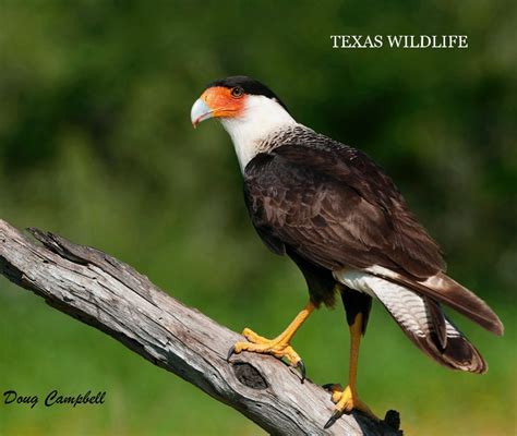 Texas Wildlife By Dougnikon Blurb Books