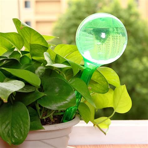 How To Use Plant Watering Globes Wild Plantage The Houseplants