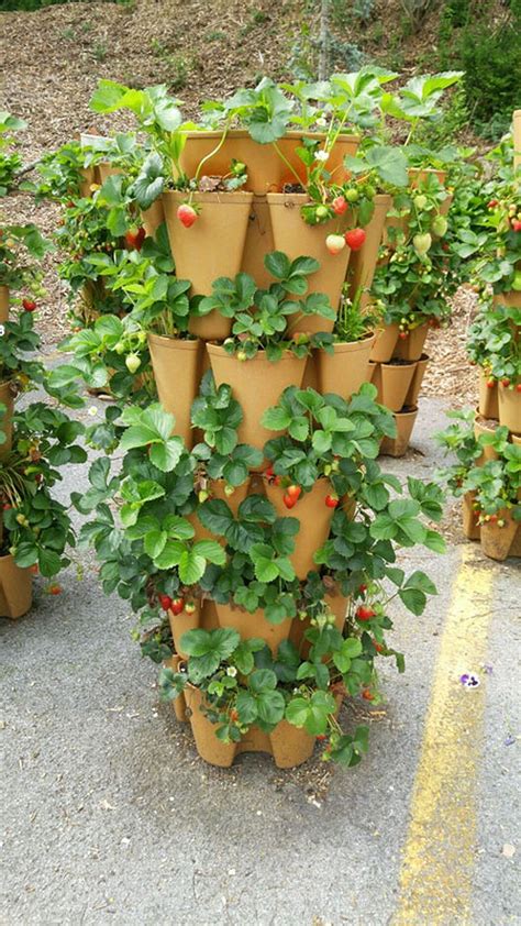 Awesome Growing Strawberries Vertically Ideas