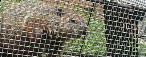 How To Get Rid Of A Groundhog Under My Shed Deck Or House