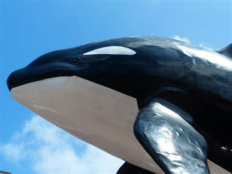 무료 이미지 비행 동상 동물원 포유 동물 푸른 지느러미 그림 머리 척골가 있는 큰 오카 위험한 월