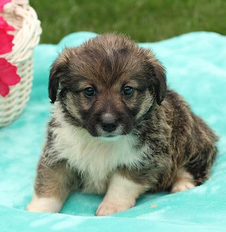 Explore 253 listings for hypoallergenic puppies for sale at best prices. Corgipoo Puppies For Sale • Adopt Your Puppy Today ...