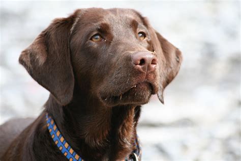 Free Images Sweet Pet Portrait Brown Chocolate Vertebrate