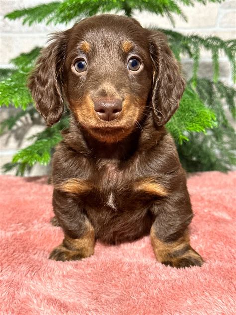 Milo Dachshund Miniature Puppy For Sale In Sugarcreek Oh Lancaster