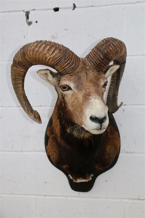 Mouflon Sheep Head Mount Pandd International Furtraders
