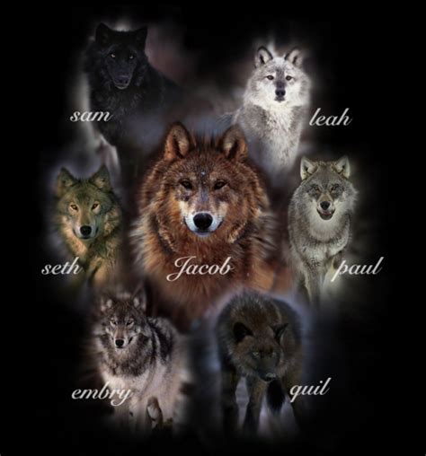 Wolf Packs Vampires Vs Werewolf Photo 7380532 Fanpop