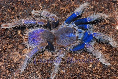 Hi' i have a beautiful cobalt blue tarantula which my partner got me for christmas we call her velvet' we have had her since late unlike most other pets, i have not seen an obese tarantula. Coremiocnemis brachyramosa - Malaysian blue femur .5 inch ...