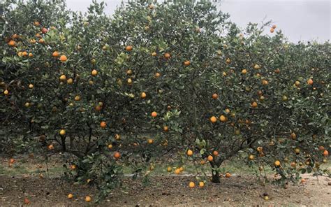 6 Must Visit U Pick Orange Groves In Florida Rachel S Crafted Life 2023