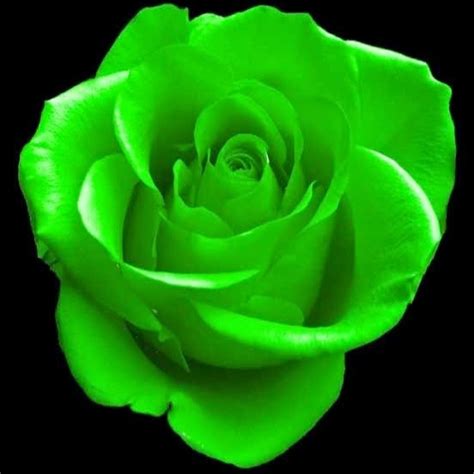 Download Green Rose Clipart For Free Designlooter 2020 👨‍🎨