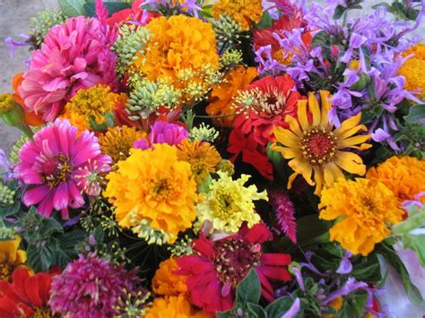 A wide variety of flowers san diego options are available to you there are 27 suppliers who sells flowers san diego on alibaba.com, mainly located in asia. 25+ best Flowers- San Diego images by Seabreeze Organic ...