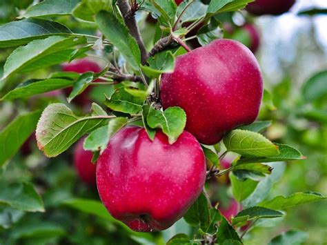 North Central Fruit Trees Growing Fruit In The Upper Northern Us