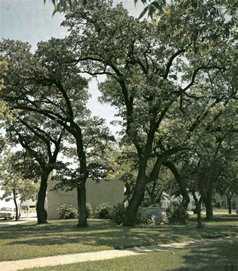 The Famous Trees In Texas That You Can Visit This Summer