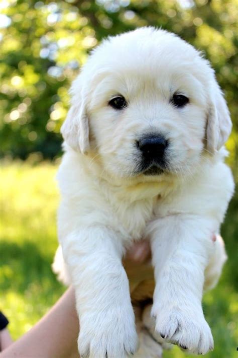 √√ Golden Retriever Puppies Oregon Usa Buy Puppy In Your Area